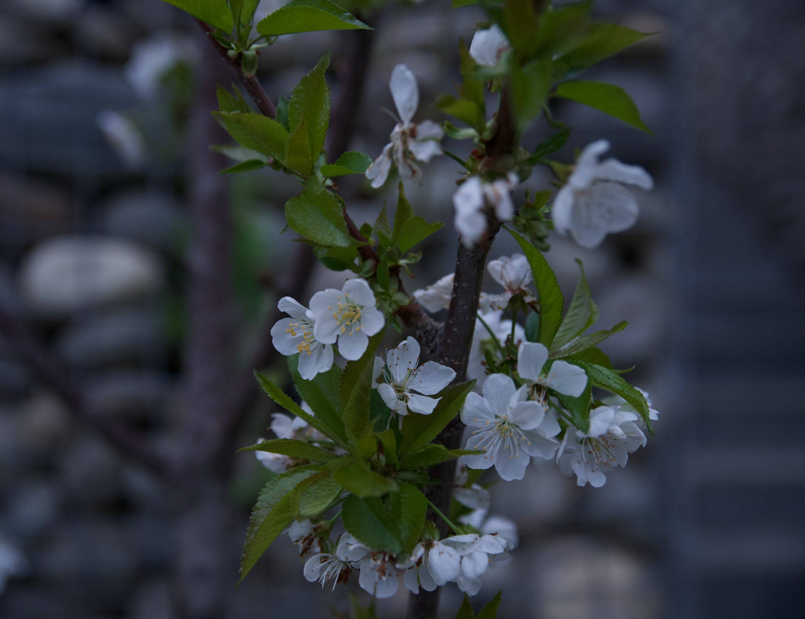 Orchard blossom on the branch against a stone wall, Chitral Valley